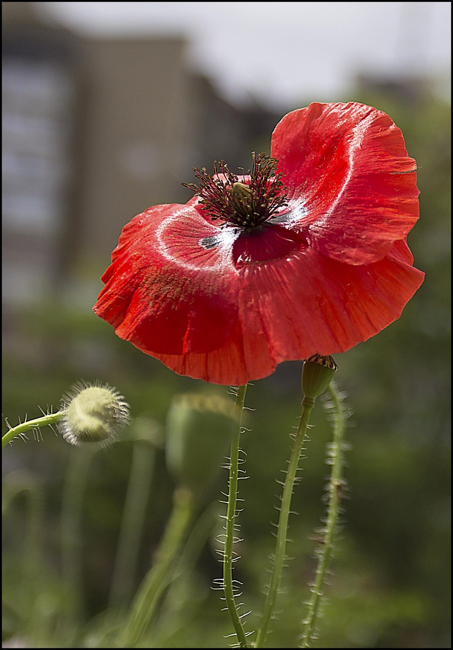 Мак Восточный самосейка