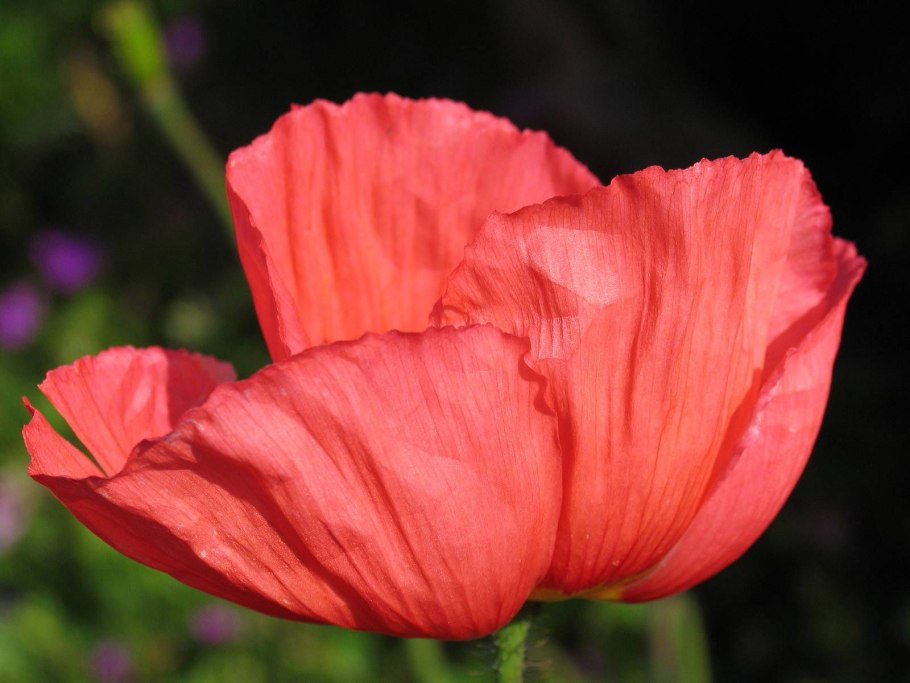 Канадский Мак разноцветный