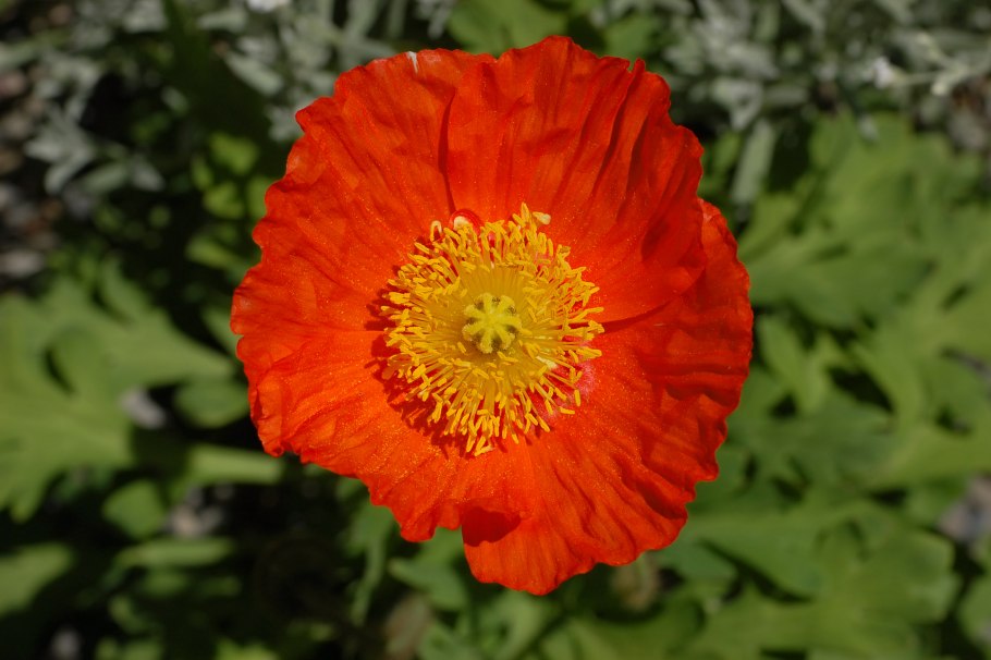 Розовый Мак