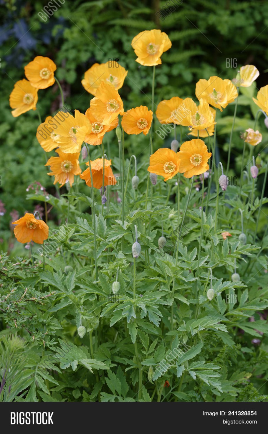 Мак Papaver Tango