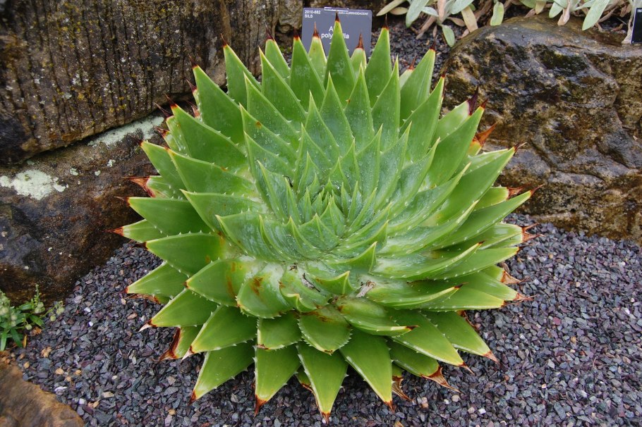 Суккулент алоэ многолистное