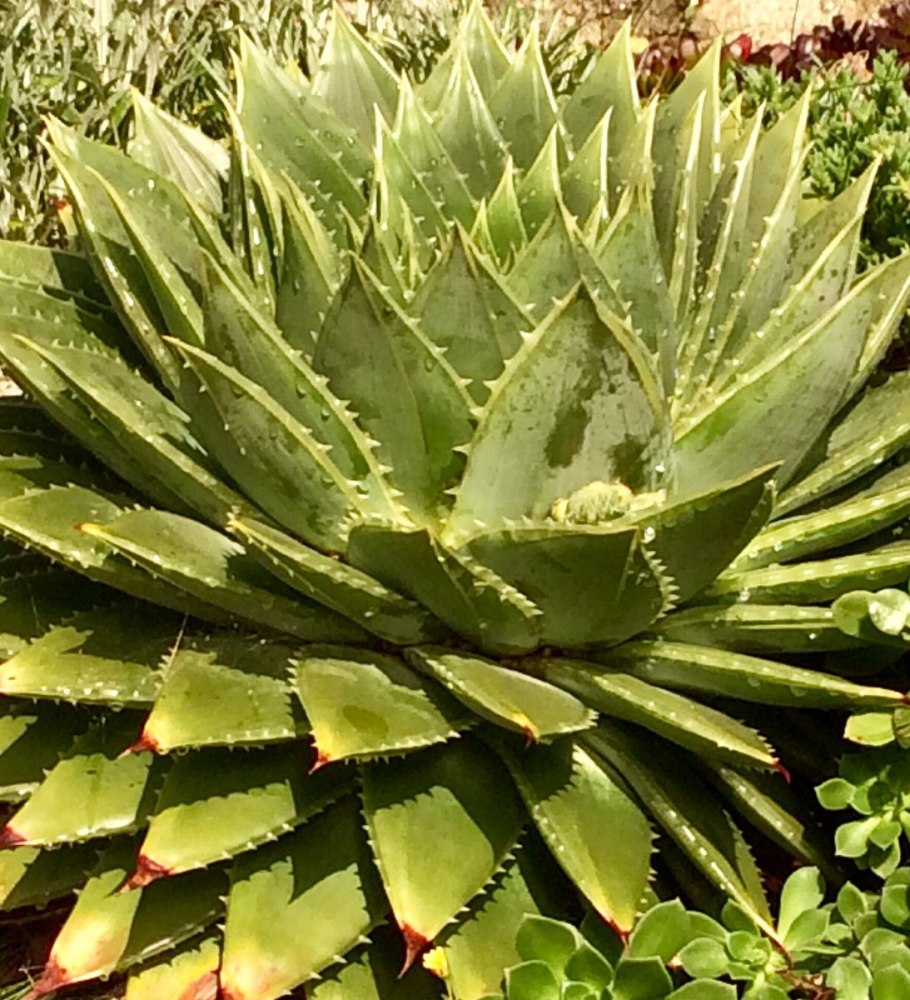 Цветок похожий на алоэ но не алоэ