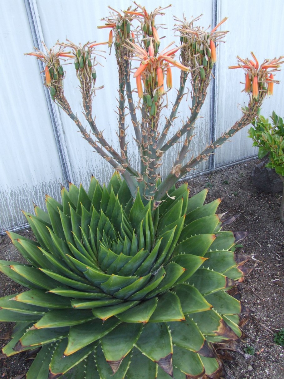 Алоэ Полифилла (Aloe polyphylla)