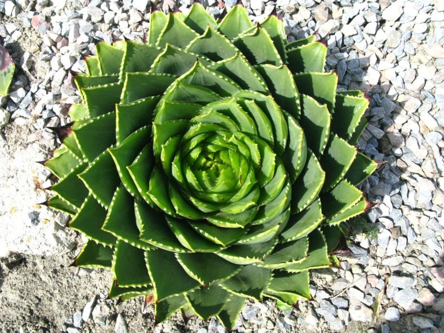 Алоэ Полифилла