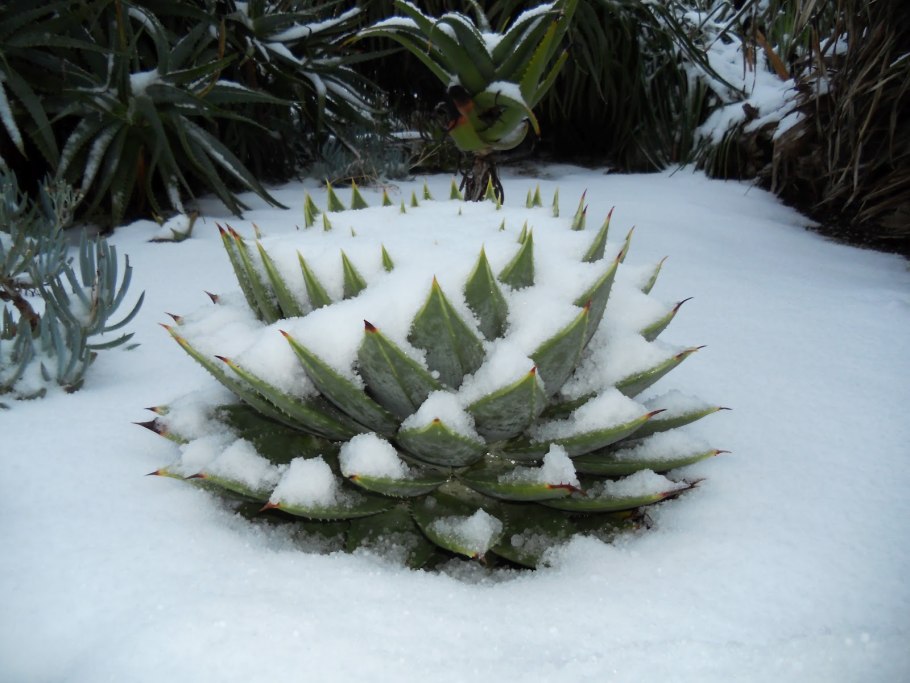 Алоэ многолистное (Aloe polyphylla)