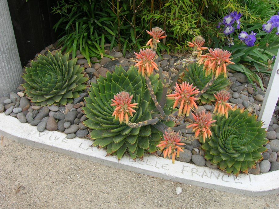 Алоэ спиралевидное