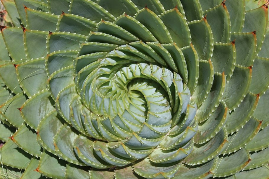 Алоэ Полифилла