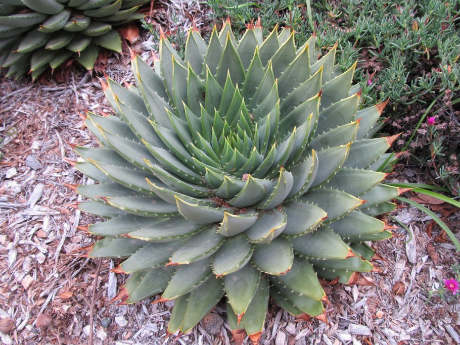 Алоэ Полифилла (Aloe polyphylla)