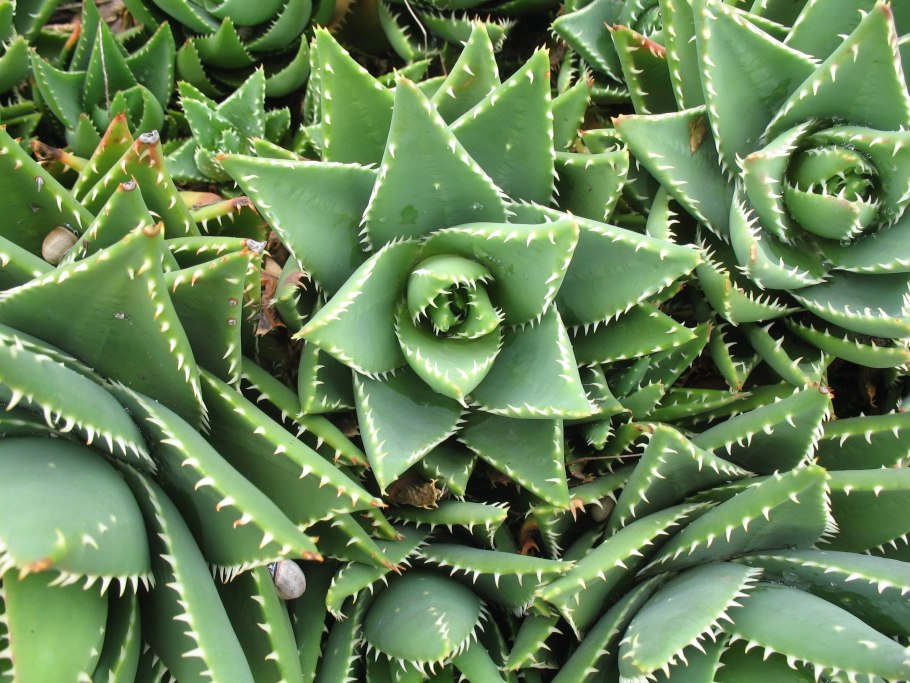 Суккулент алоэ многолистное