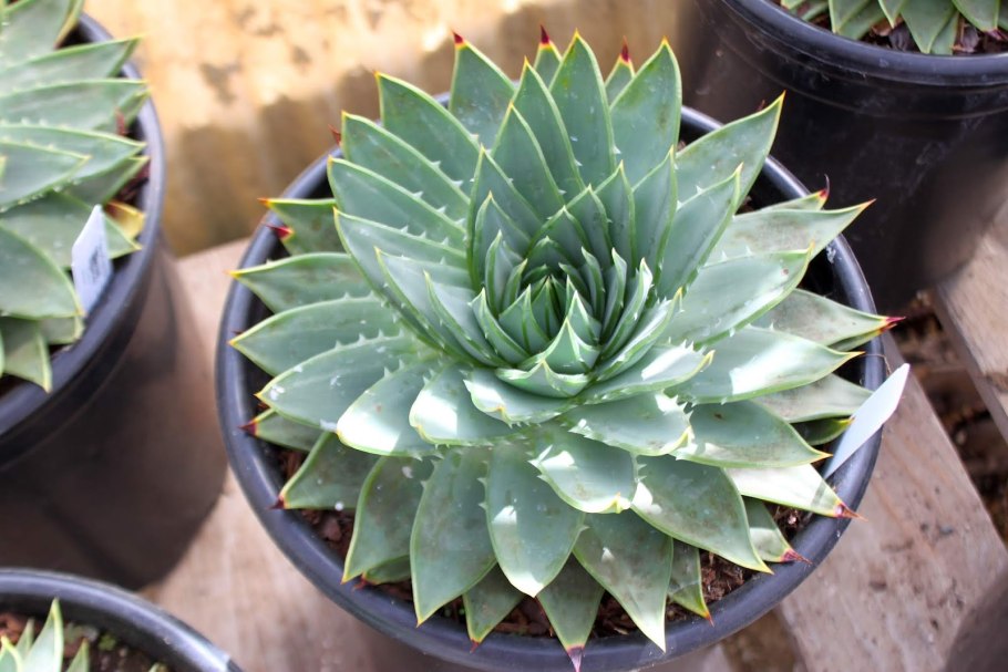 Aloe polyphylla