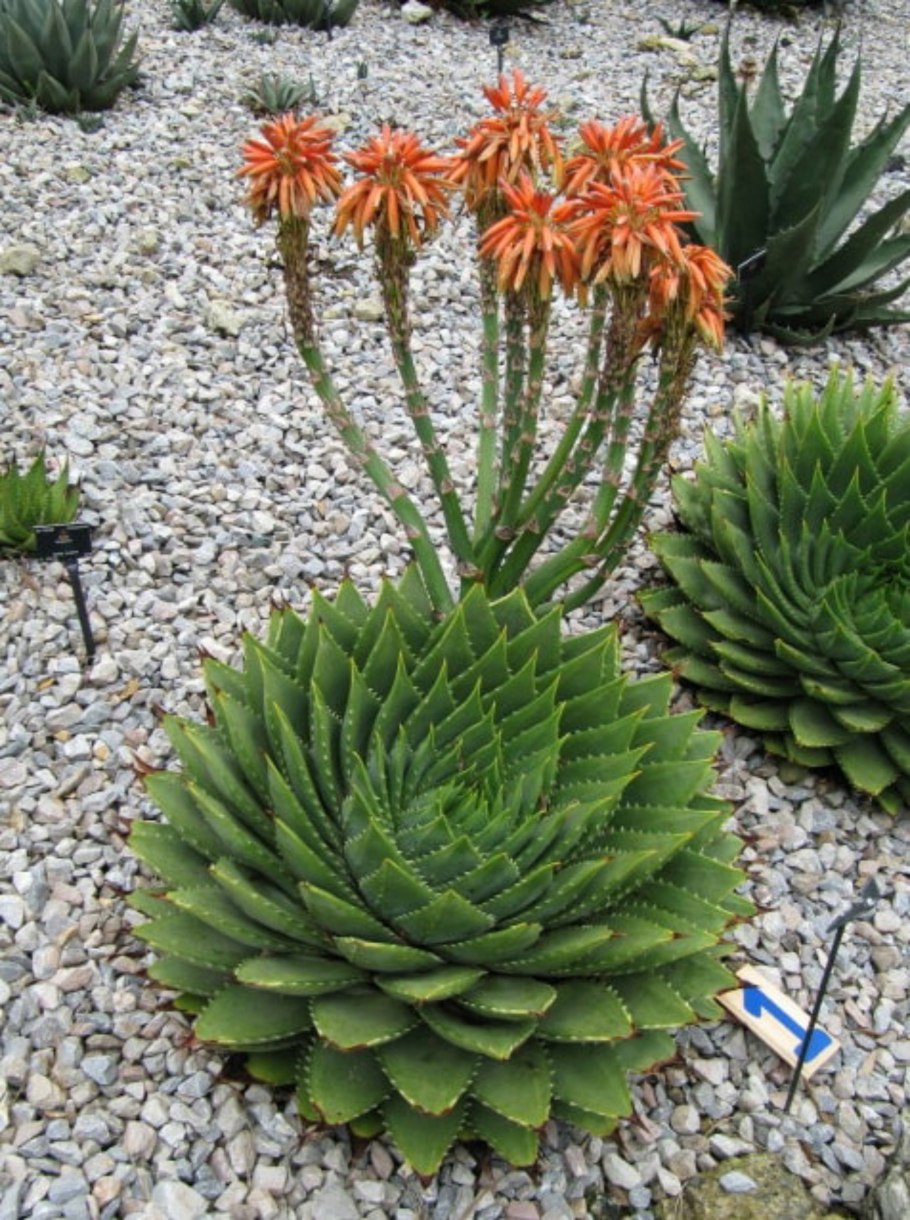 Алоэ Тенерифе