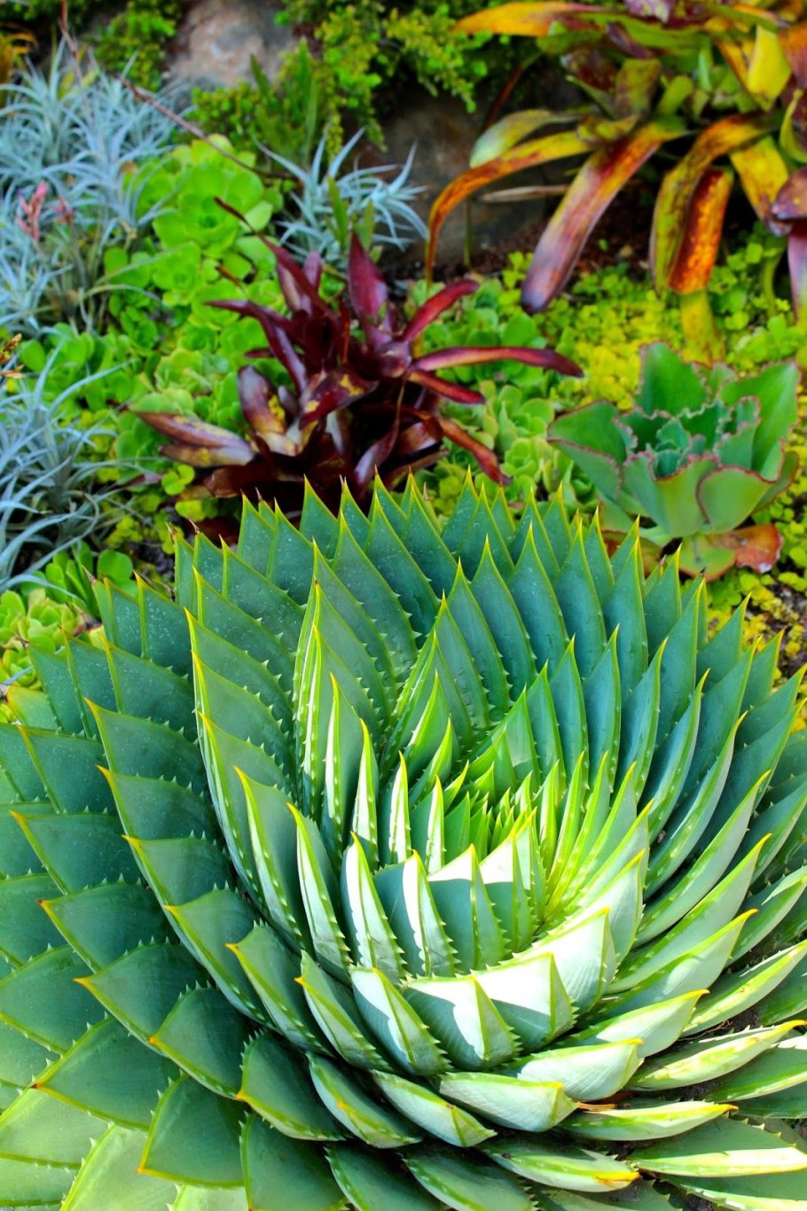 Алоэ Полифилла