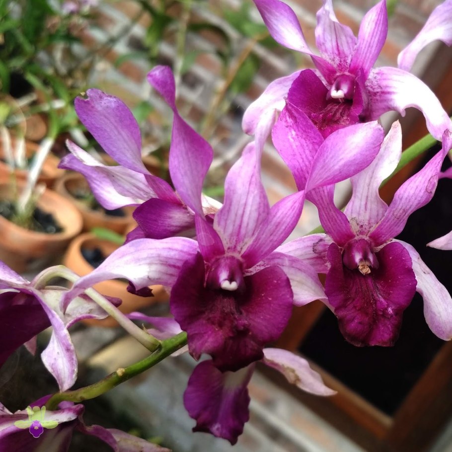 Дендробиум бахромчатый Dendrobium fimbriatum
