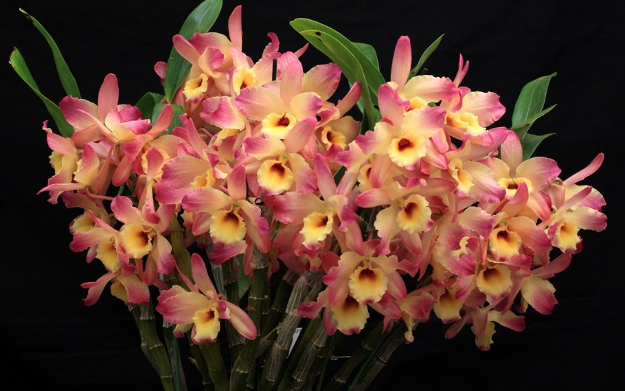 Dendrobium victoriae-Reginae