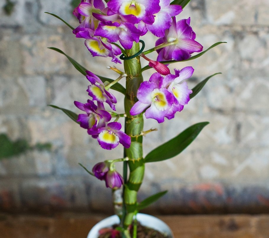 Dendrobium Афродита
