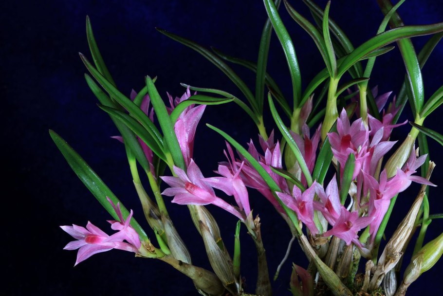 Dendrobium Vexillarius Orange x Red