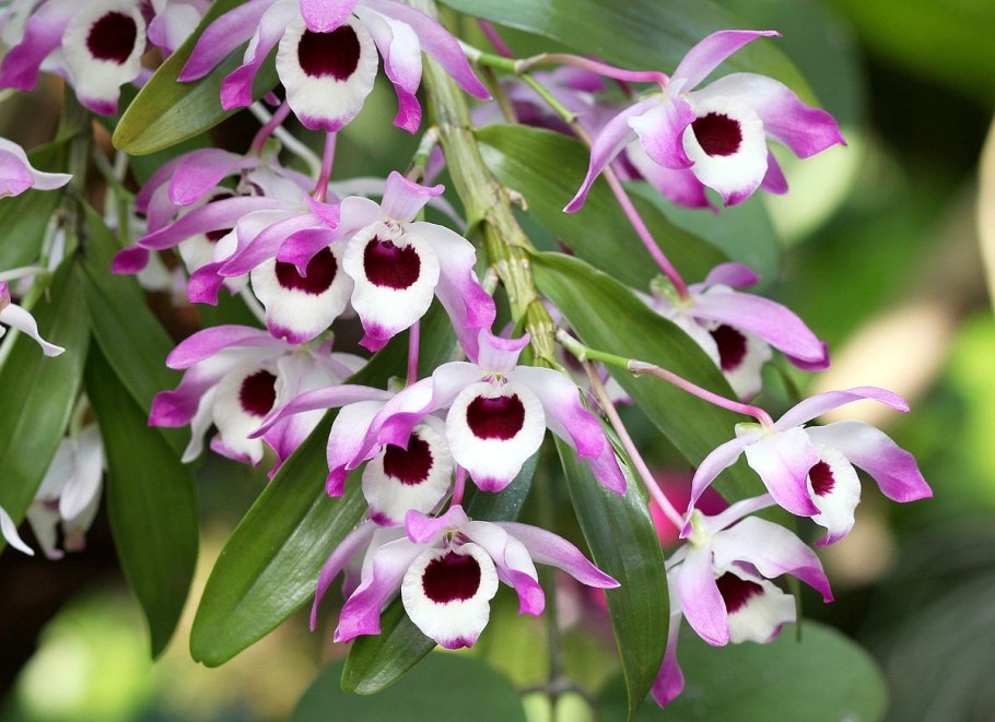 Dendrobium Nancy Fairfax