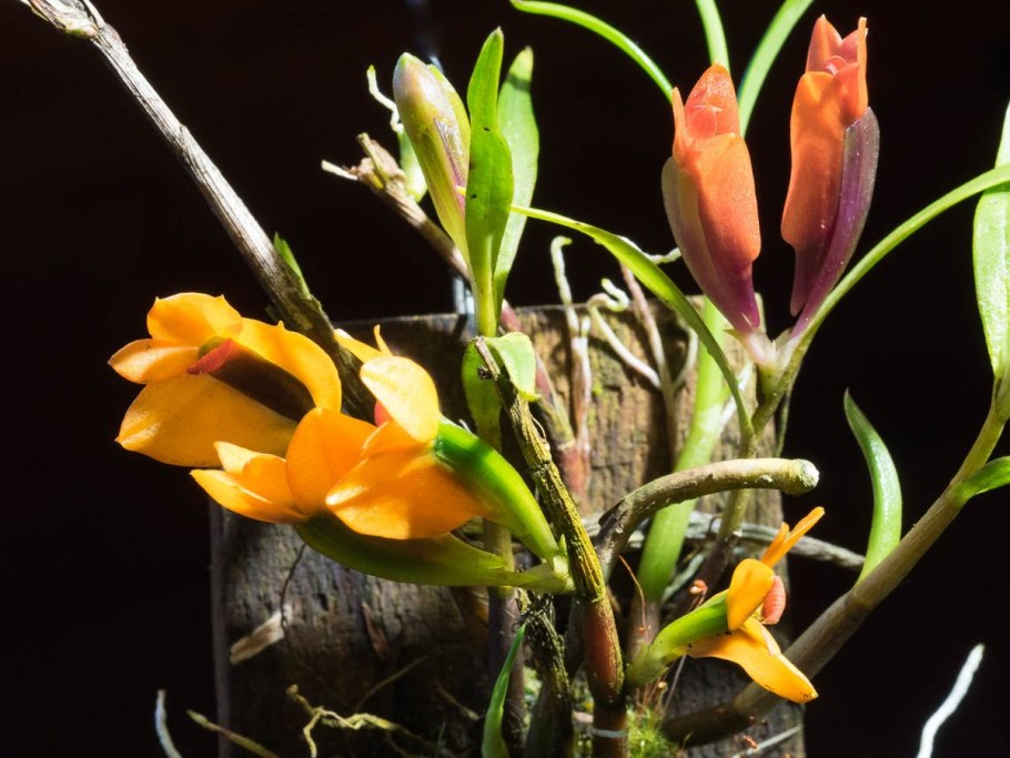 Dendrobium heterocarpum
