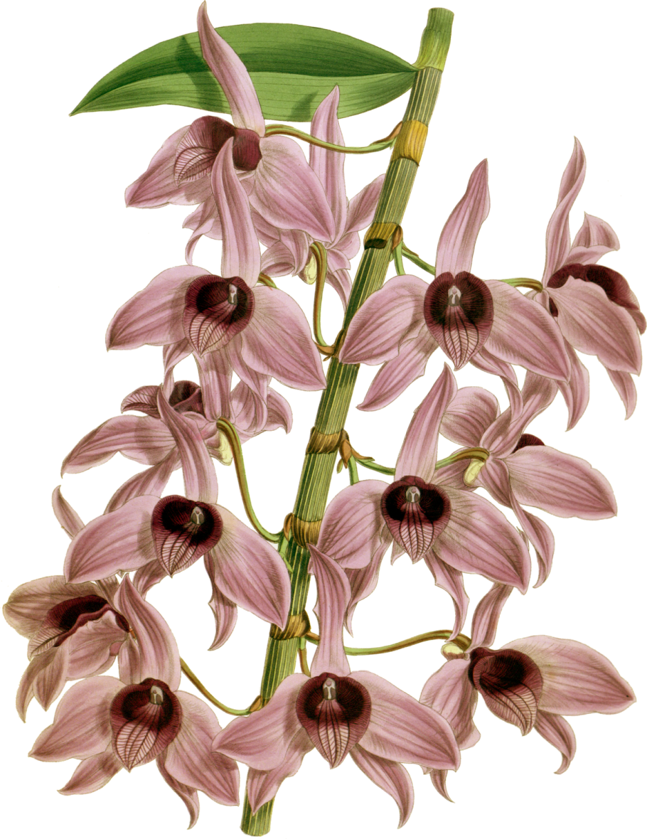 Dendrobium Burana Aurora