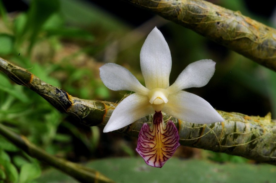 Dendrobium wardianum giganteum