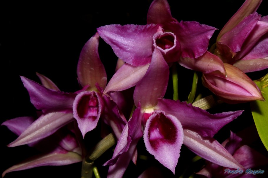 Dendrobium auriculatum x hekouense