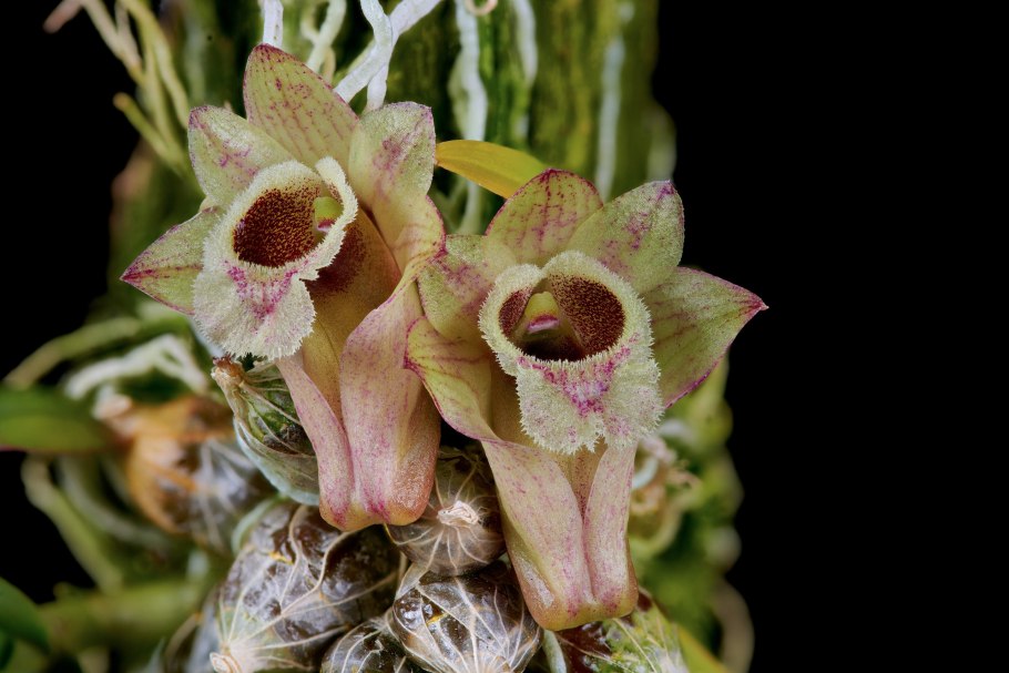 Dendrobium seranicum