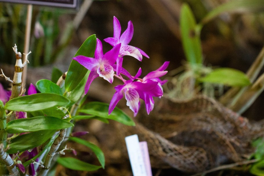 Dendrobium Афродита