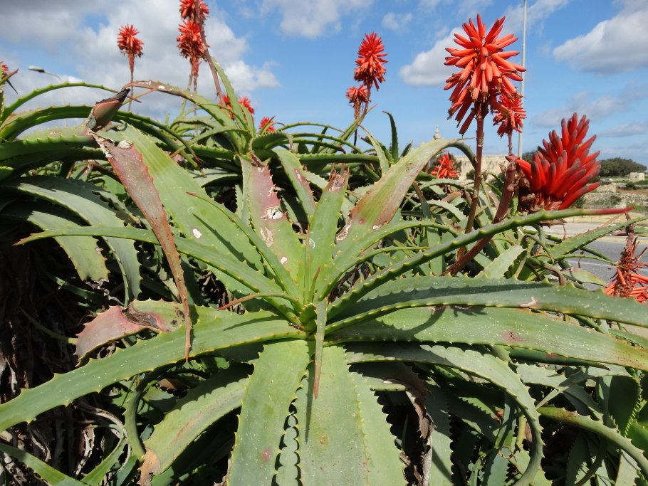 Алоэ arborescens