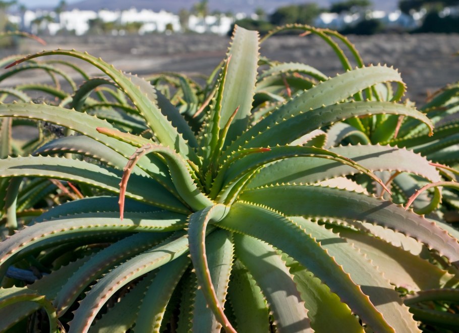 Алоэ Вера древовидное столетник