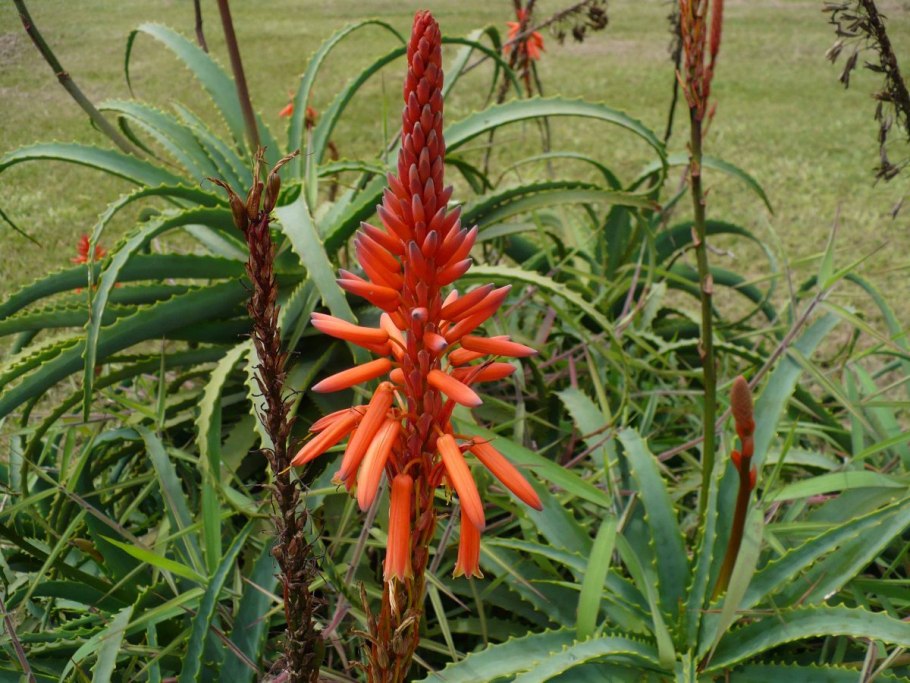 Алоэ древовидное (Aloe arborescens)