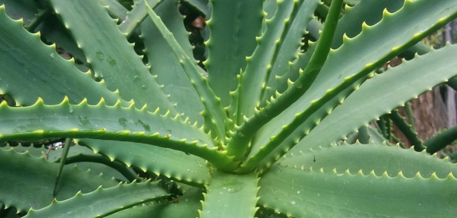 Алоэ древовидное (Aloe arborescens)