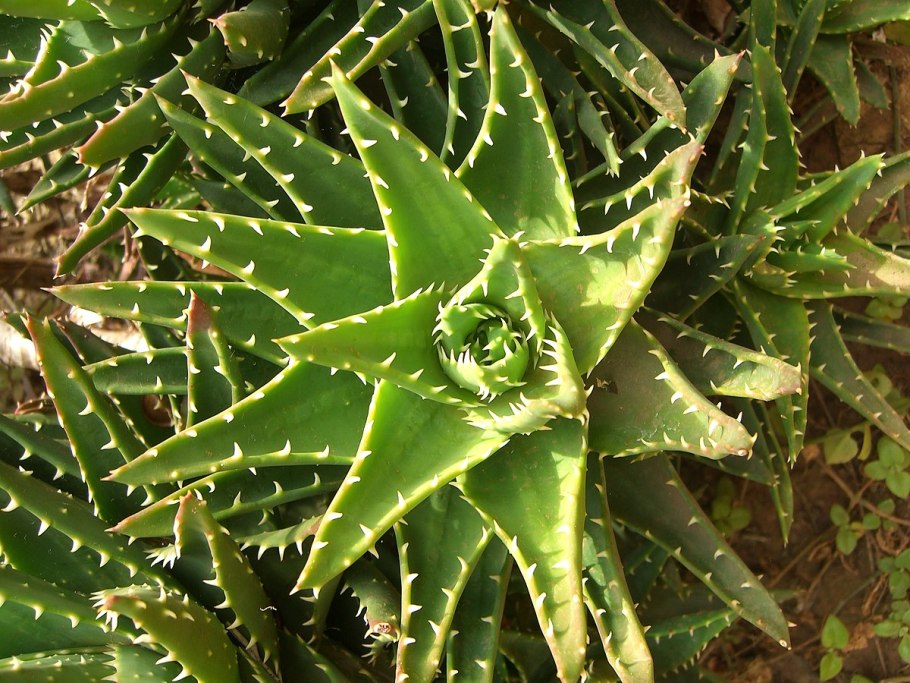 Aloe arborescens