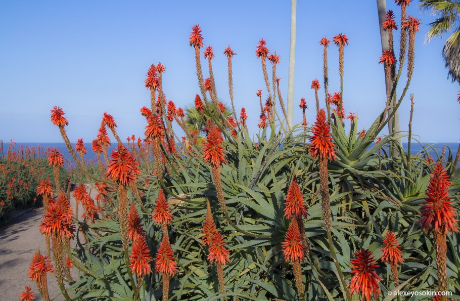 Алоэ древовидное столетник