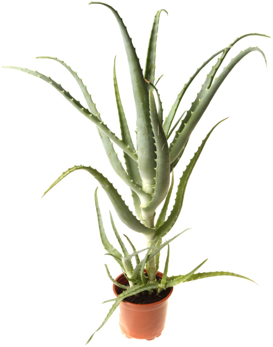 Суккулент алоэ рейтзи