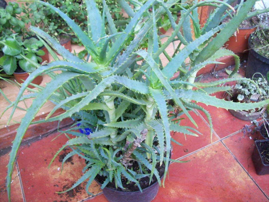 Алоэ древовидное цветущее