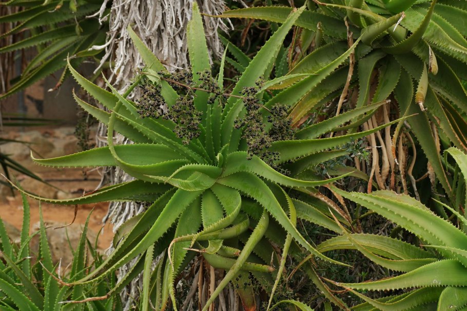 Алоэ Aloe arborescens