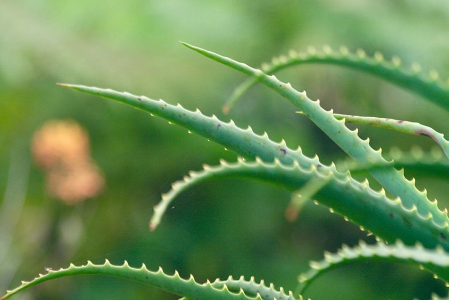 Алоэ древовидное столетник
