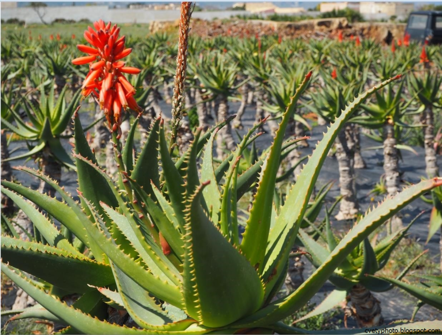 Aloe arborescens
