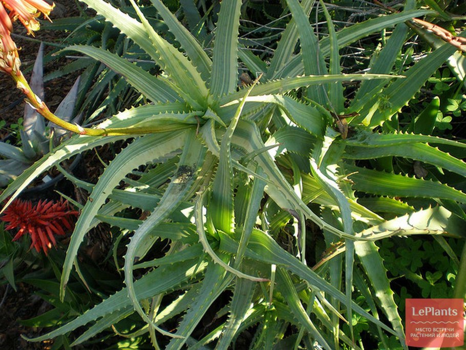 Цветок алоэ столетник