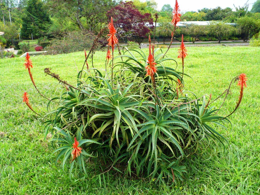 Цветок алоэ столетник