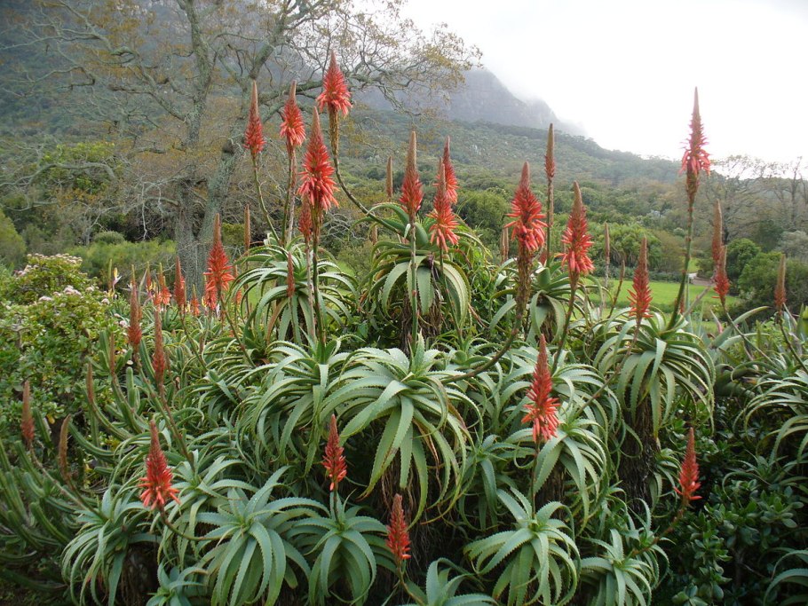 Алоэ древовидное (Aloe arborescens)