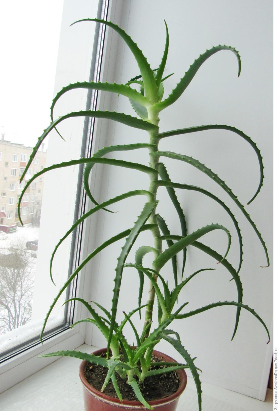 Алоэ древовидное столетник