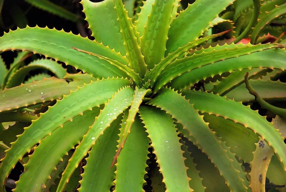 Алоэ древовидное столетник