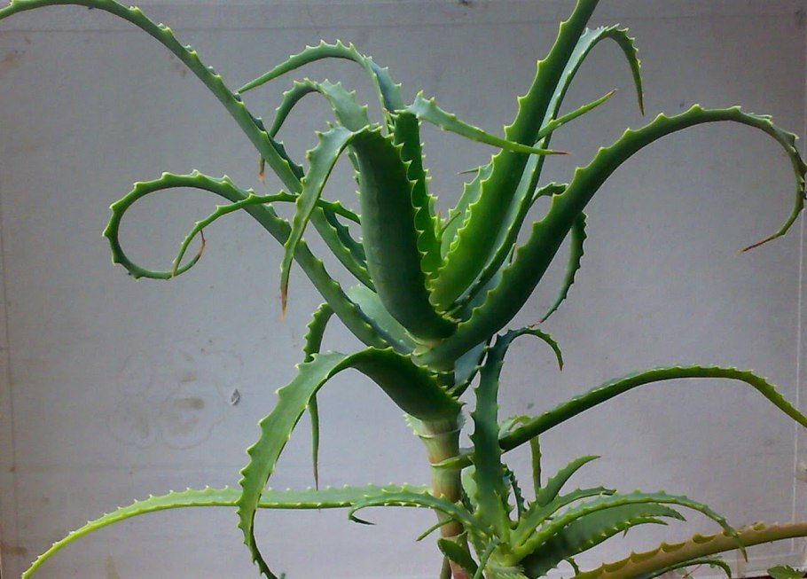 Алоэ Арборесценс