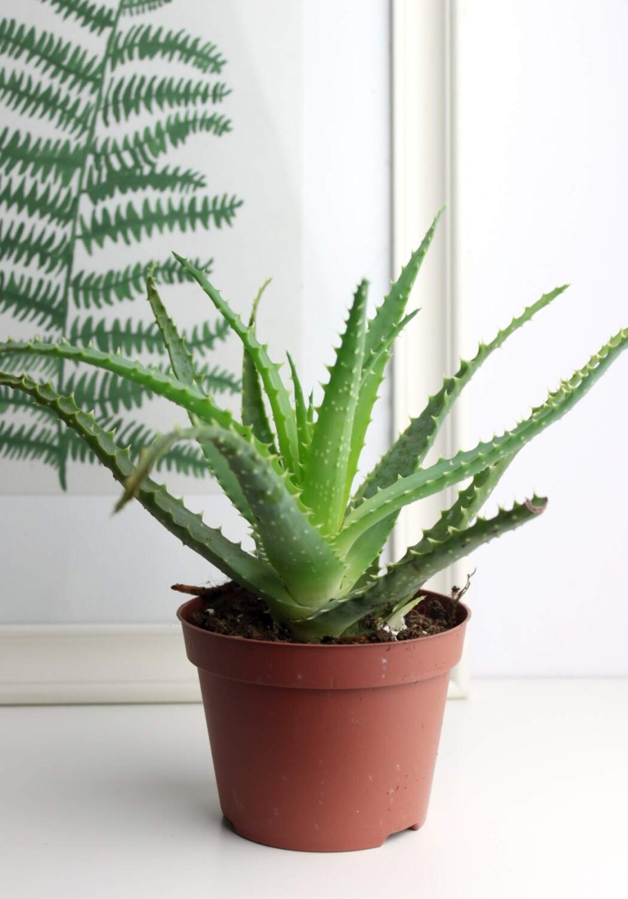 Алоэ комнатное растение