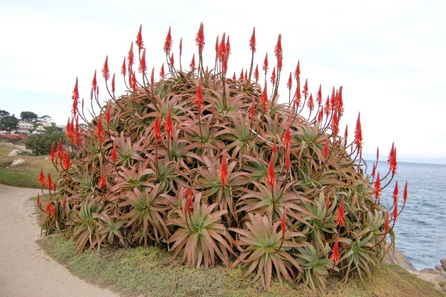 Алоэ древовидное (Aloe arborescens)