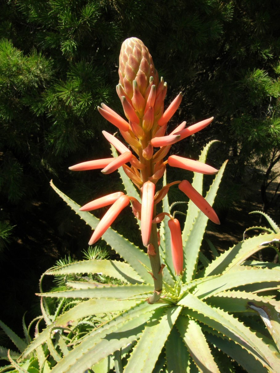 Алоэ arborescens