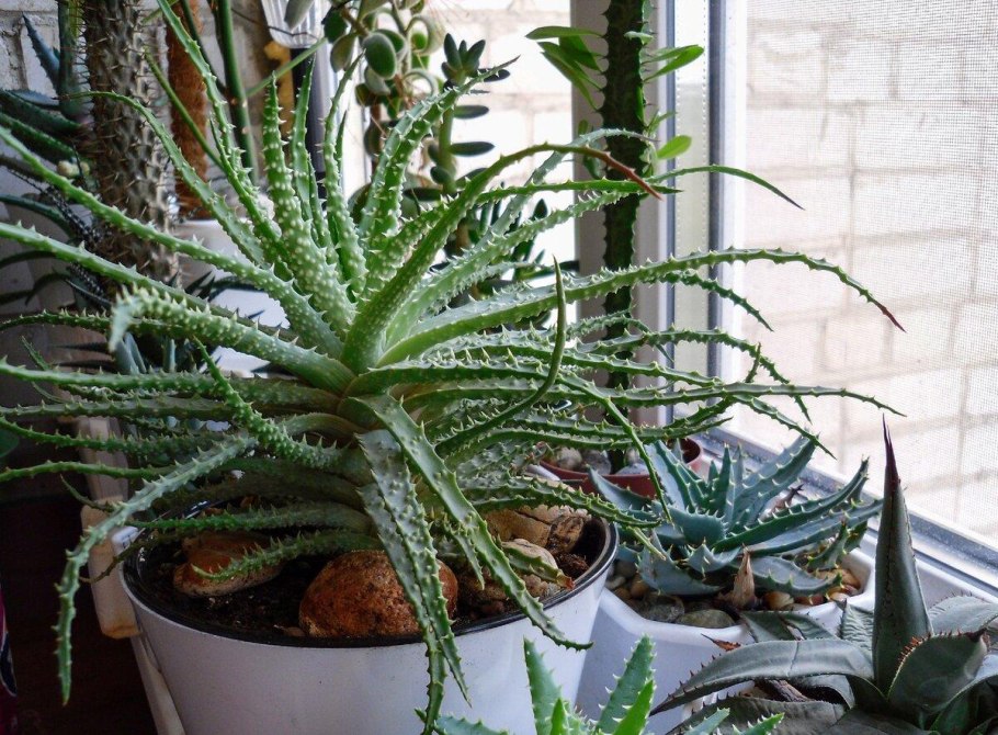 Комнатный цветок алоэ столетник