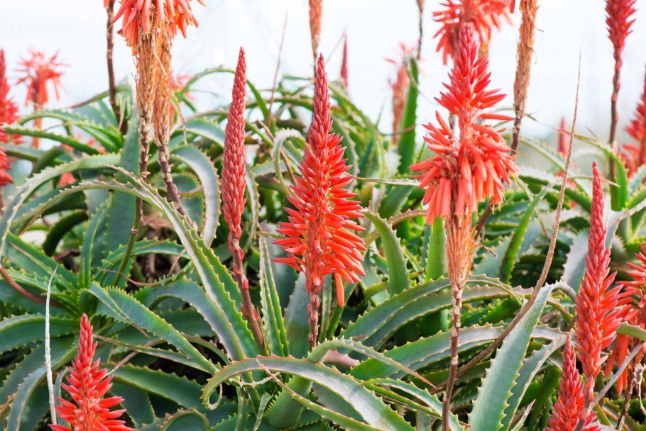Aloe arborescens