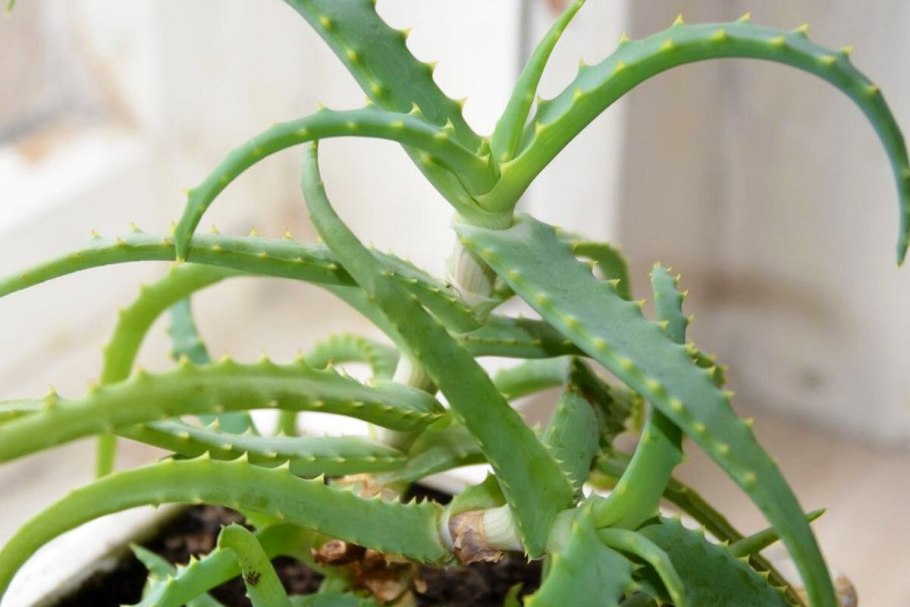 Цветок алоэ столетник